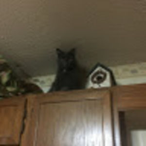 Meet your Posher, Cindy lou